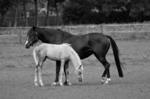 les chevaux sur Prairie dans Allemagne photo