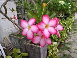 fleur cambodgienne asiatique, belle couleur rouge. photo