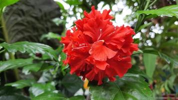 double rouge hibiscus Rosa plante fleur avec feuille Contexte 01 photo