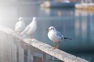 mouettes dans le port, thèmes animaliers photo