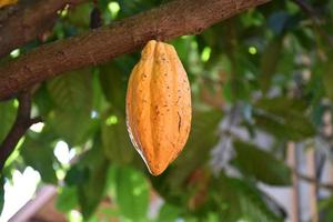 fruit de cacao mûr sur le cacaoyer qui est sur le point d'être récolté, mise au point douce et sélective. photo