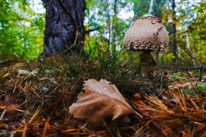 savoureux parasol champignon dans le forêt dans l'automne photo