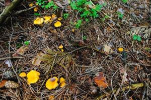 Frais Jaune chanterelles dans le forêt sol avec aiguilles photo