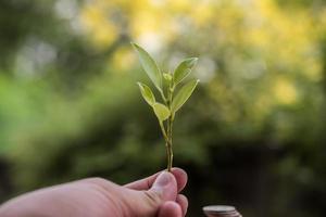 tenant une jeune plante en main photo