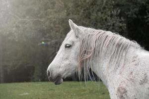 portrait de cheval blanc, scène rurale photo