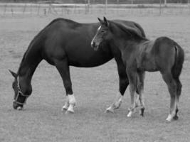 chevaux sur un pré allemand photo