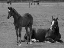 chevaux sur un pré allemand photo