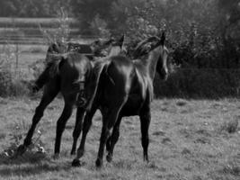 chevaux sur un pré allemand photo