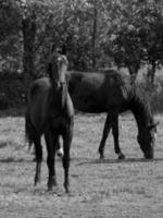 chevaux sur un pré allemand photo