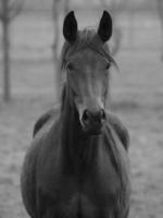 chevaux sur un pré allemand photo