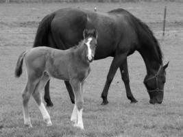 chevaux sur un pré allemand photo