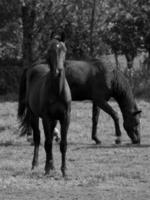 chevaux sur un pré allemand photo
