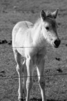 chevaux sur un pré allemand photo