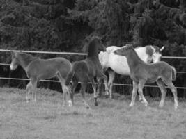 chevaux sur un pré allemand photo