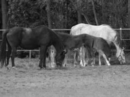 chevaux sur un pré allemand photo