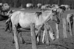 chevaux sur un pré allemand photo