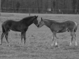 chevaux sur un pré allemand photo