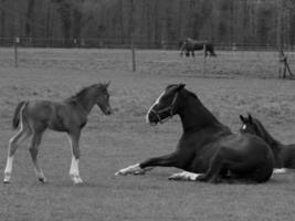 chevaux sur un pré allemand photo