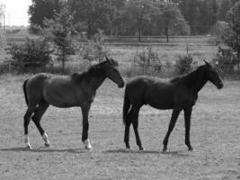 les chevaux dans Allemagne photo