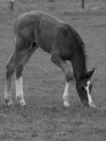 chevaux et poulains en allemagne photo