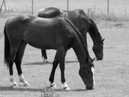 les chevaux dans Allemagne photo