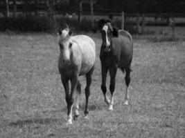 les chevaux dans Allemagne photo