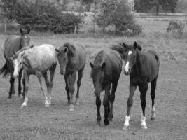 chevaux et poulains en allemagne photo