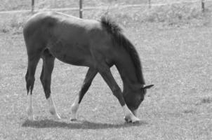 les chevaux dans Allemagne photo