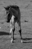 chevaux et poulains en allemagne photo