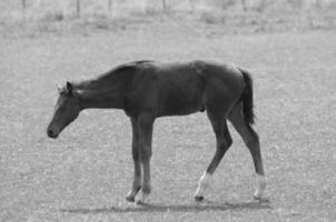 beaucoup les chevaux dans Allemagne photo