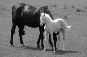 beaucoup les chevaux dans Allemagne photo