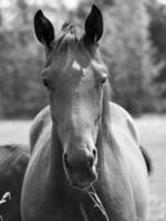 beaucoup les chevaux dans Allemagne photo