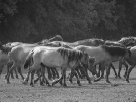 chevaux sauvages en allemagne photo