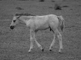 chevaux sauvages en allemagne photo