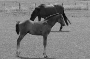 beaucoup les chevaux dans Allemagne photo