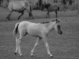 chevaux sauvages en allemagne photo