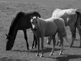 les chevaux sur une allemand champ photo