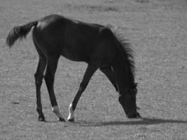 les chevaux sur une allemand champ photo