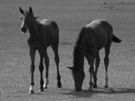 sauvage les chevaux et folas photo