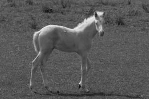 sauvage les chevaux et folas photo