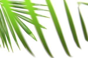 lames de feuilles de palmier photo