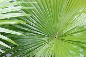 feuilles tropicales vibrantes photo