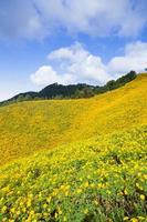 paysage en thaïlande avec des fleurs jaunes photo