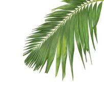 feuille de cocotier vert sur blanc photo