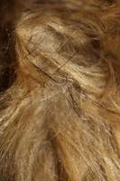 artificiel marron hiver veste Cheveux proche en haut Contexte Stock la photographie haute qualité gros Taille impression photo