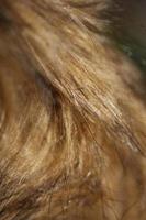 artificiel marron hiver veste Cheveux proche en haut Contexte Stock la photographie haute qualité gros Taille impression photo