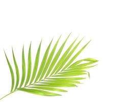 feuille de palmier lumineuse avec espace copie photo
