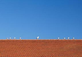 oiseaux sur toit de tuiles photo