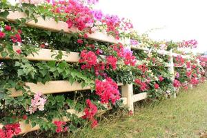 fleurs sur une clôture en bois photo