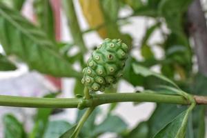 un jeune ou bébé morinda citrifolia ou noni ou mengkudu en indonésie pousse au bord d'une petite route, dans un quartier résidentiel. avec beaucoup de fourmis sur les fruits. photo